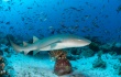 Nurse Shark baby shark shark fish ocean
