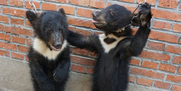 Bear Cubs Hit, Chained, and Deprived in the Chinese Circus Industry