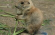 prairie-dog