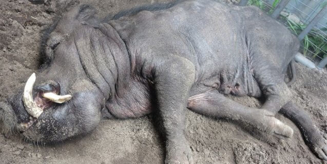 Pigs Starved, Mutilated, and Left to Die at Darlynn’s Darlins ‘Rescue’