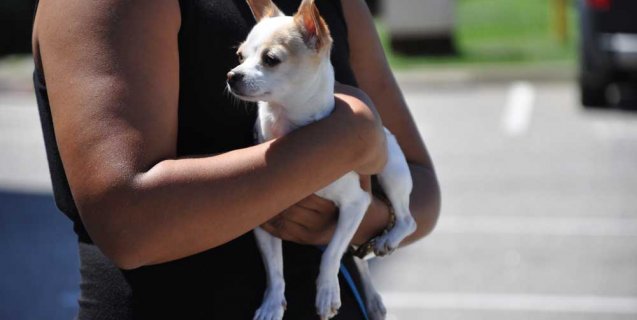 Want to Adopt an Animal Rescued From Louisiana Floods? Here’s Your Chance!