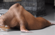 Whistleblower Reveals Emaciated Walrus at Marineland Whistleblower Reveals Emaciated Walrus at Marineland