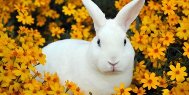 Push the Envelope, Take a Stand, Help Animals—Become a Member!