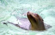 sea lion
