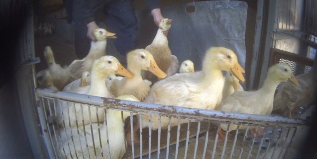 Ducks Kicked, Slammed Against Walls for Meat and Down