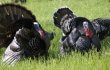 Turkeys