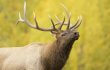 Hunter Gored by the Elk He Had Just Killed