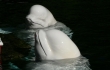Board Bans Cetacean Captivity at Vancouver Aquarium After Beluga Deaths Board Bans Cetacean Captivity at Vancouver Aquarium After Beluga Deaths