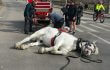 How Many Horses Must Suffer Before NYC Bans Horse-Drawn Carriages? How Many Horses Must Suffer Before NYC Bans Horse-Drawn Carriages?