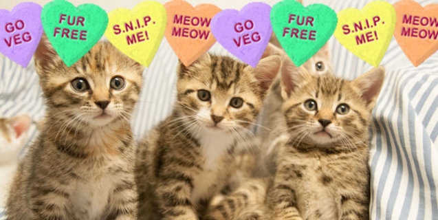 PETA Presents: Gifts That Protect Animals and Please Your Sweetheart!