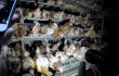 Animal Rights Organization Urges People Not to Buy ‘Humane Eggs’