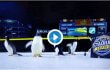 fireworks scare penguins at a Pittsburgh Penguins game