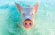Did Tourists Kill These Pigs on Notorious ‘Pig Beach’?