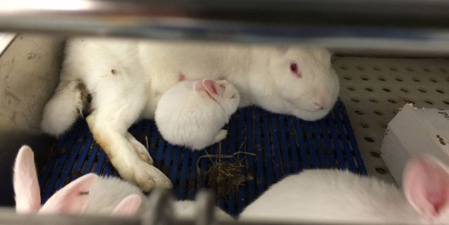 PETA Exposé Uncovers Mutilated Rabbits, Monkeys Driven Mad in University Labs