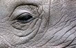 Rhino in French Zoo Shot Dead by Poachers for His Horn Rhino in French Zoo Shot Dead by Poachers for His Horn