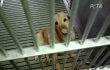 TAMU, Tell the Truth About Your Shameful Dog Laboratory! TAMU, Tell the Truth About Your Shameful Dog Laboratory!