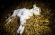 Beatings and Death on an Organic Goat Milk Farm Beatings and Death on an Organic Goat Milk Farm