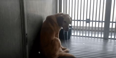 Their Names Were Jelly and Peony