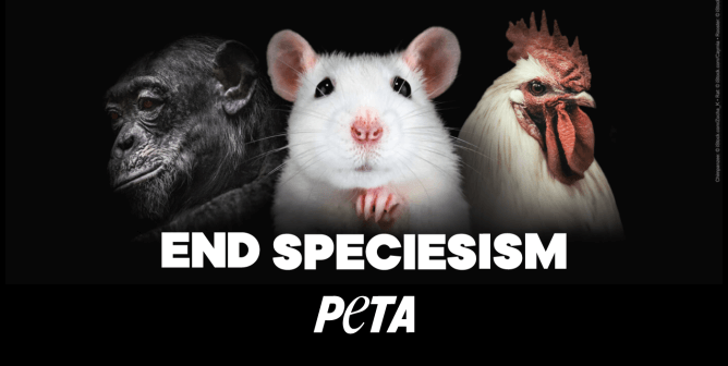 A chimpanzee, rat, and chicken with End Speciesism PETA text overlay