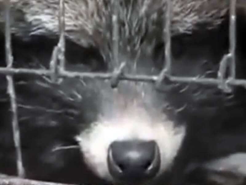 China Fur Farm Raccoon