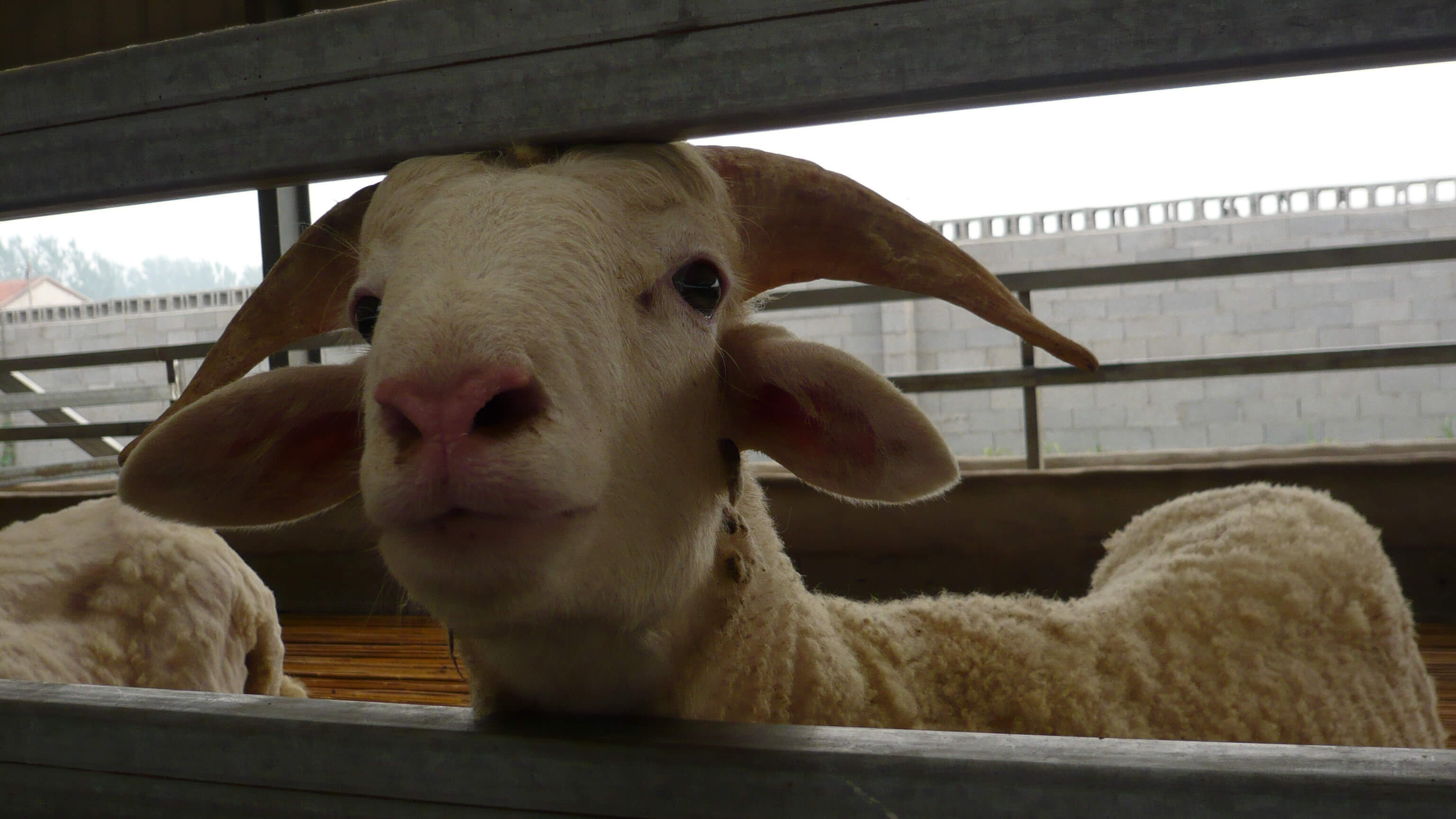 Inside the Wool Industry | PETA