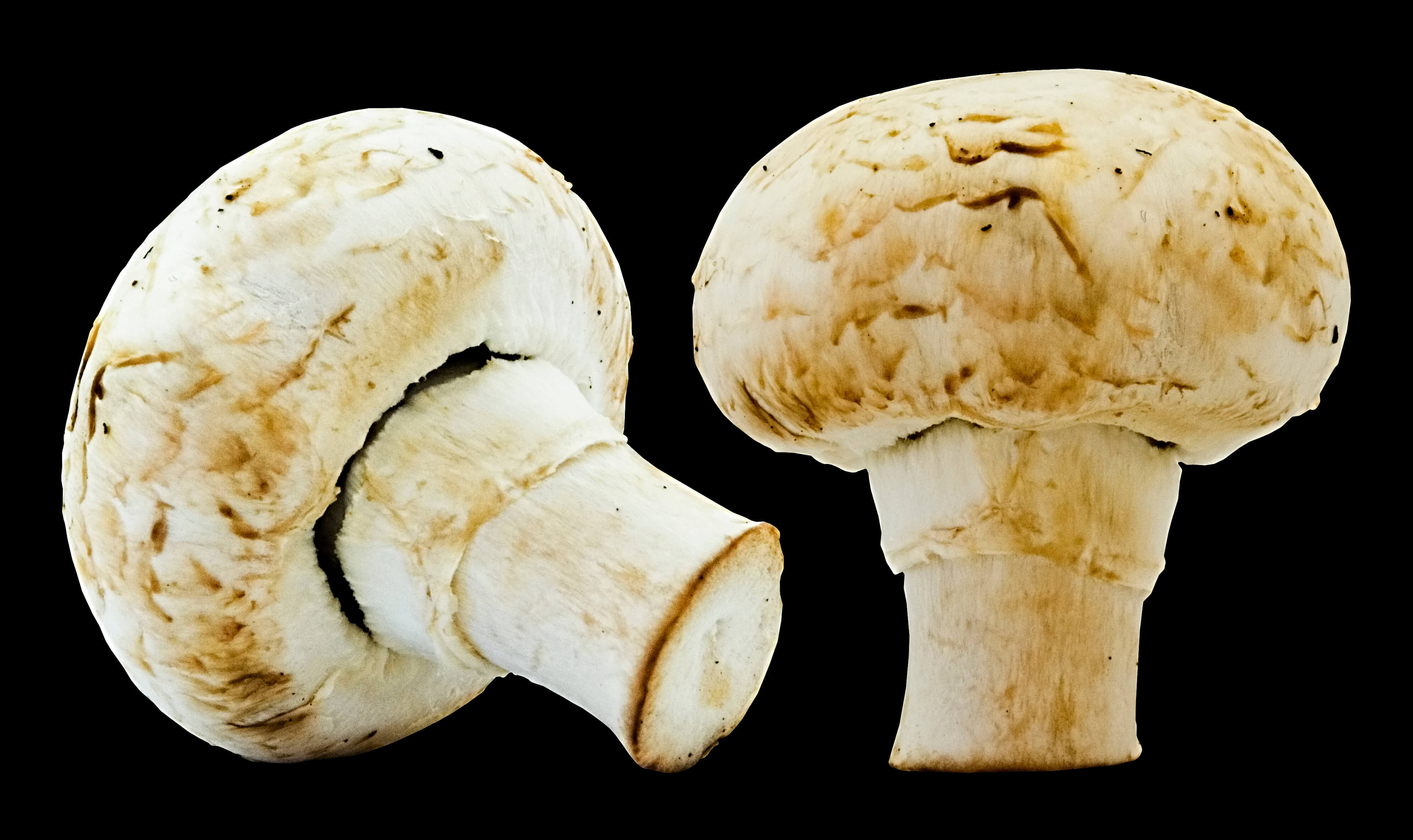 Creamy Mushroom Soup