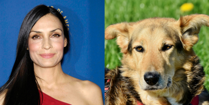 collage of famke jensen at an event and a brown dog sitting in the grass
