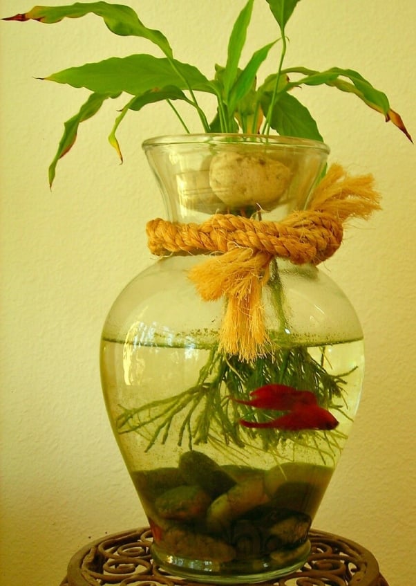 betta fish