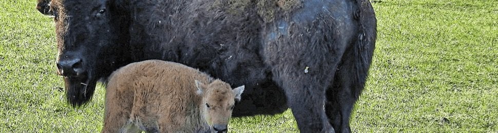 bison adult standing with calf in green field to show how live animal mascots should never be used