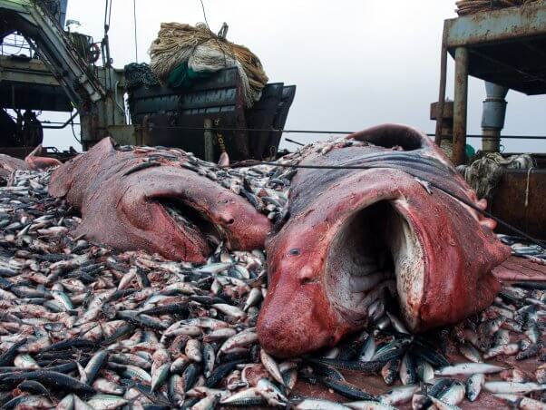 what is bycatch?