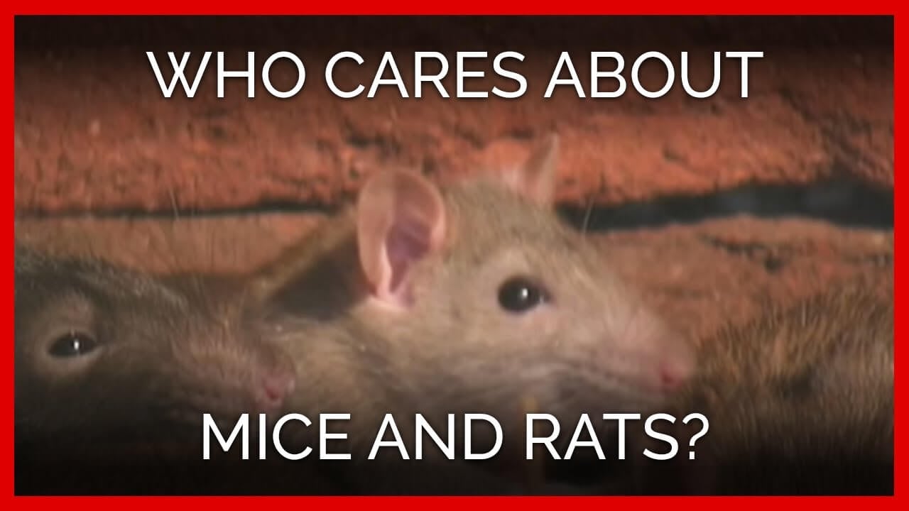 Hidden Lives of Rats and Mice | PETA