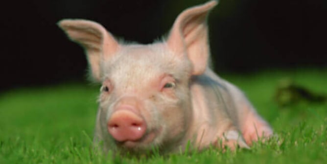 A Minute for the Animals: Cute Pig Facts in 60 Seconds