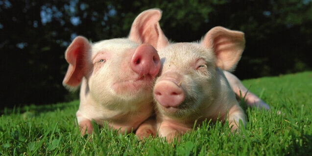 Two Pigs in Grass