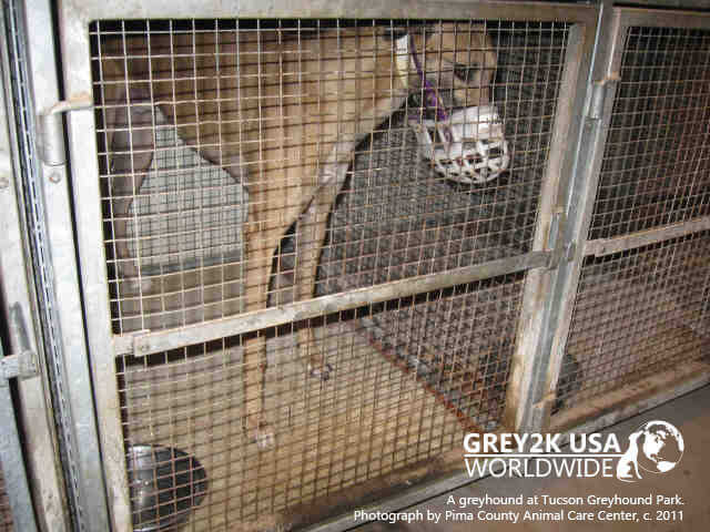 CAGED GREYHOUND