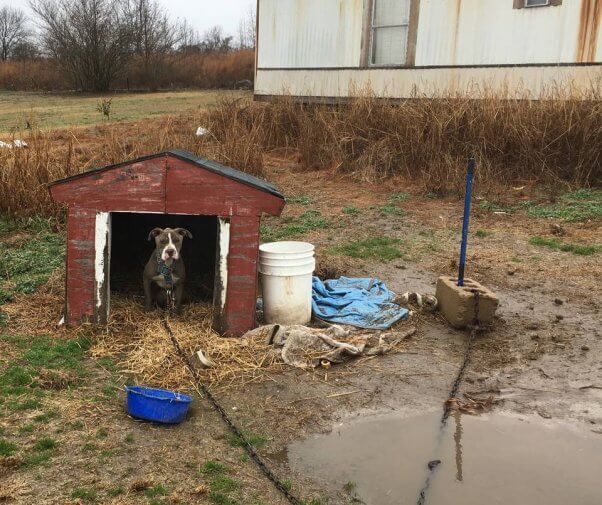 Sick Dog in Doghouse Chained in Muddy Backyard