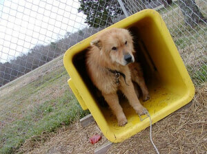 Dog Chained in Yellow Trash Can