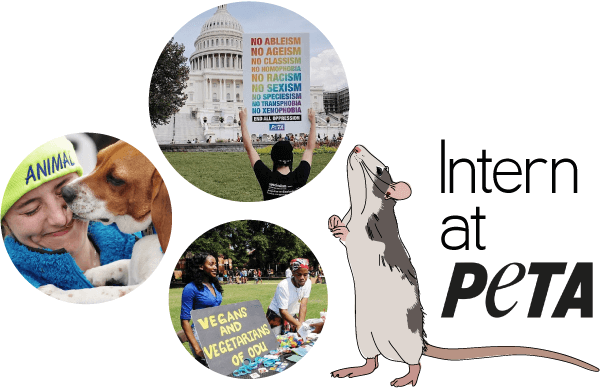 Intern at PETA or the PETA Foundation | PETA
