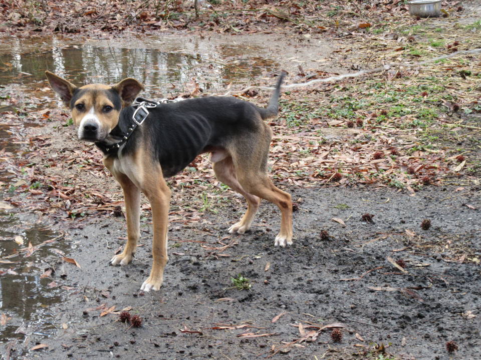 Emaciated Dog Chained in Damp, Muddy Yard