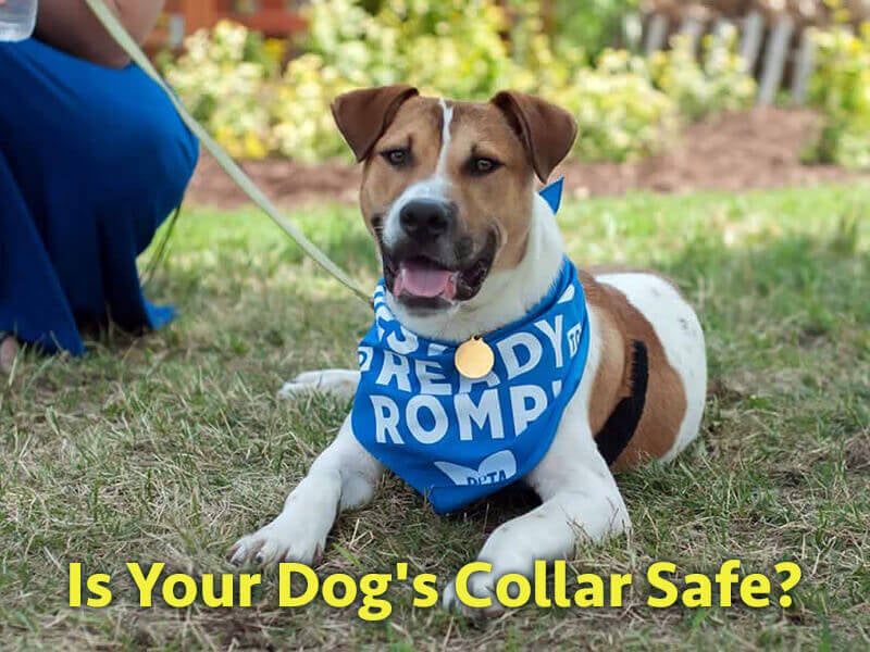 anxious dog collar