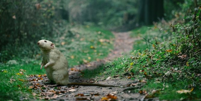 Rat in nature