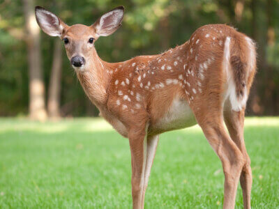 Baby deer