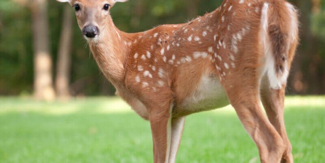 Video: Despite Arrow Lodged in Face, Mother Deer Cares for Her Fawn