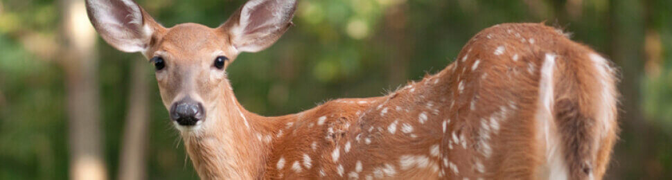 Baby deer