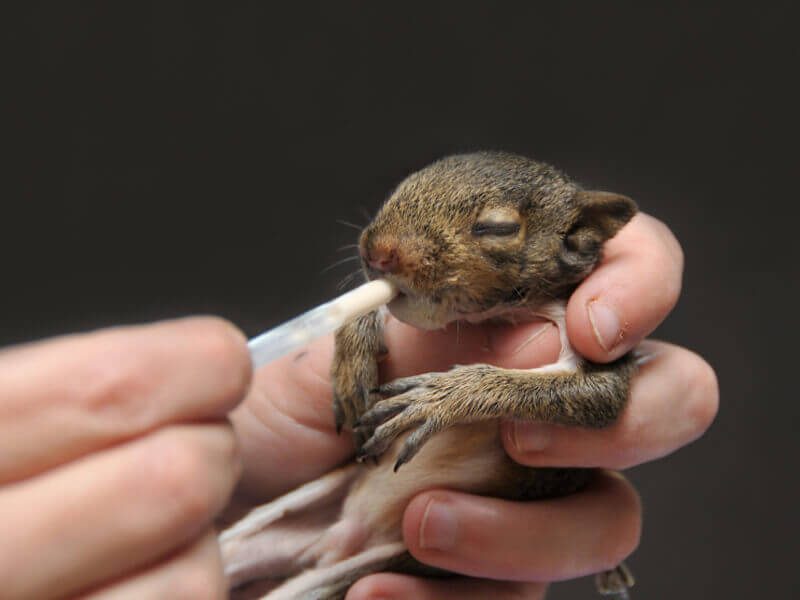 Baby Squirrel in Rehab