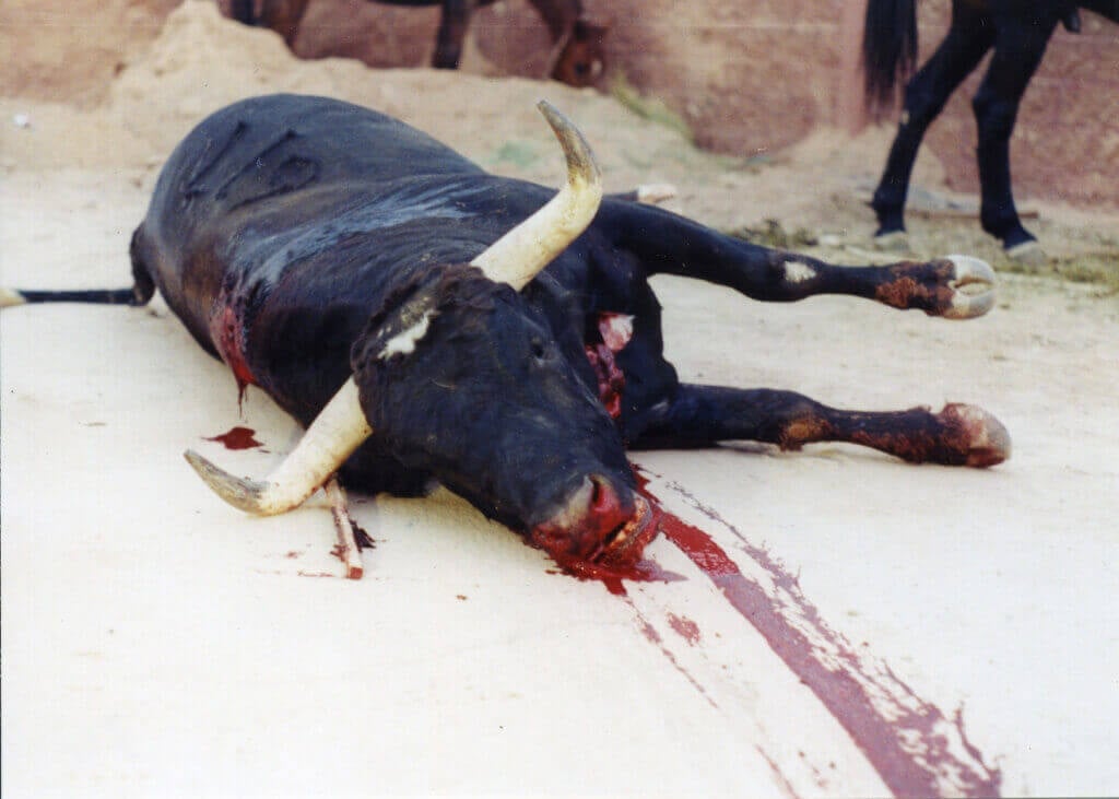 dead bull