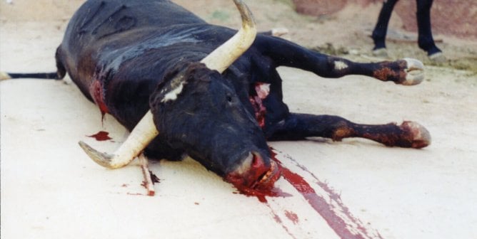 dead bull