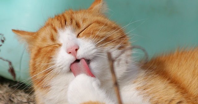 Animal Rights Uncompromised: Declawing Cats