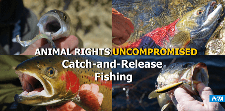 Is Catch-and-Release Fishing Bad? Learn More