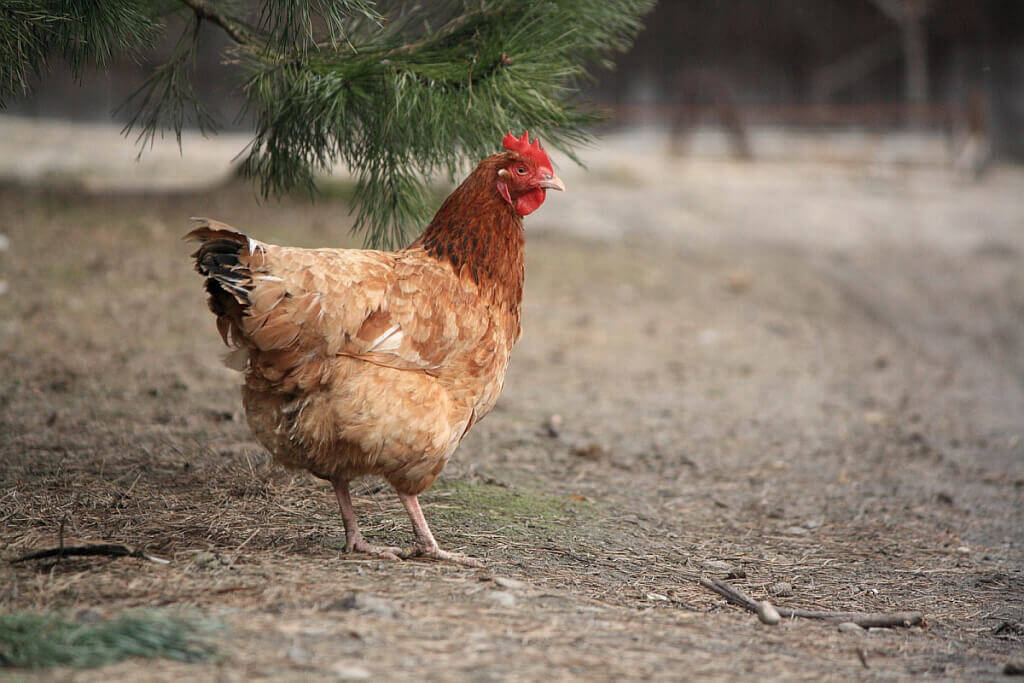 Cute brown chicken