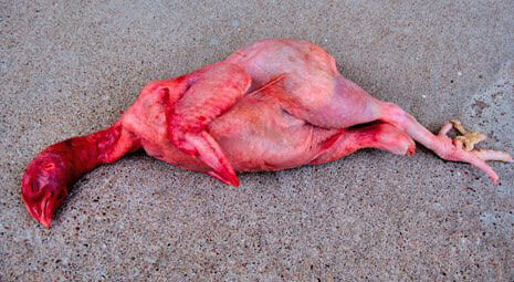 Bloody skinned chicken